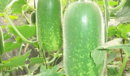 吃瓜祁可爱 今日必吃大瓜每日吃瓜fun,跟随祁可爱，畅享今日必吃大瓜